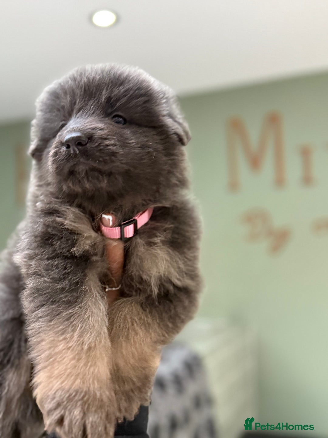 German Shepherd dogs for sale: 💙KC health tested parents 💙 - Advert 10