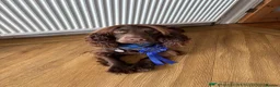 Cocker Spaniel dogs for stud: Fantastic dog all round for stud - Advert 4