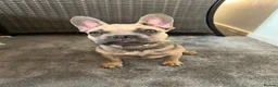 French Bulldog dogs for sale: French Bulldog  - Advert 8