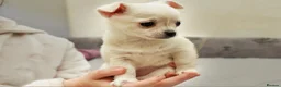 Chihuahua dogs for sale: Cute apple head chihuahua for sale  - Advert 4