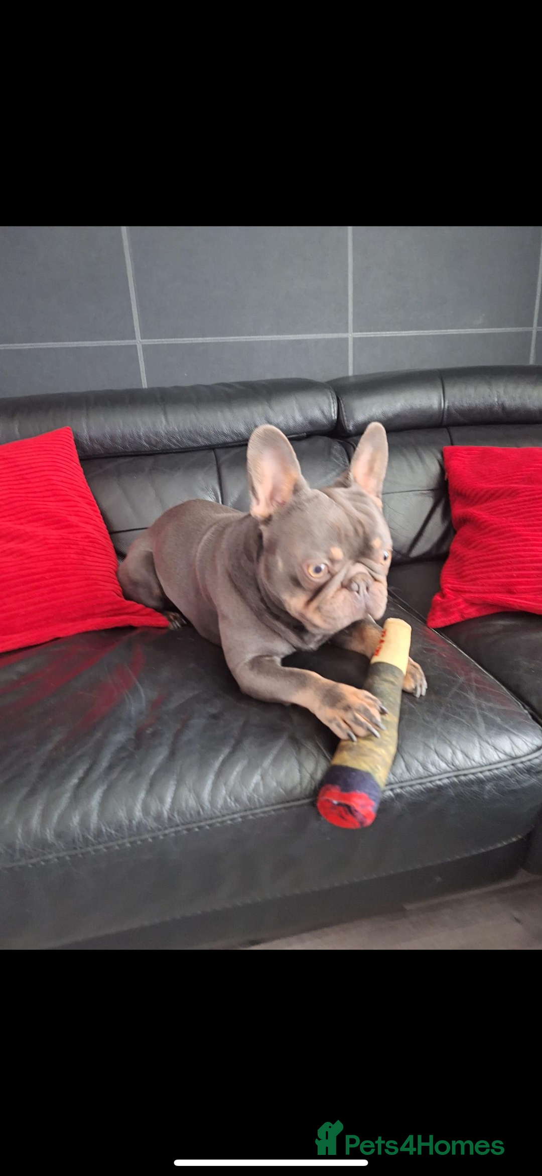 French Bulldog dogs for stud: Stud  - Advert 3