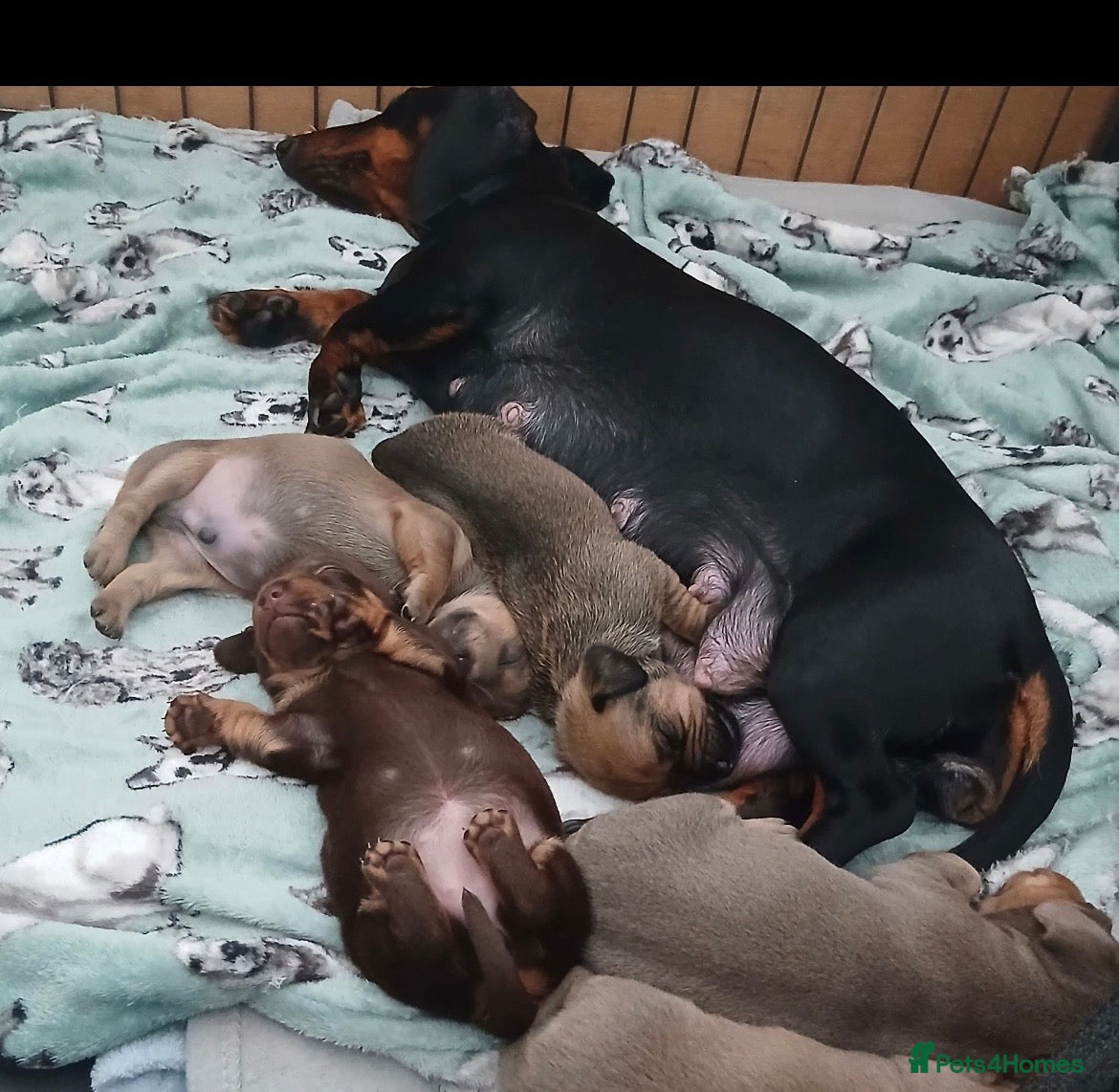 Mixed Breed dogs Tallulah  - Advert 1