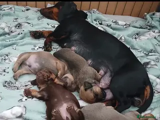 Mixed Breed dogs Tallulah - Advert 1