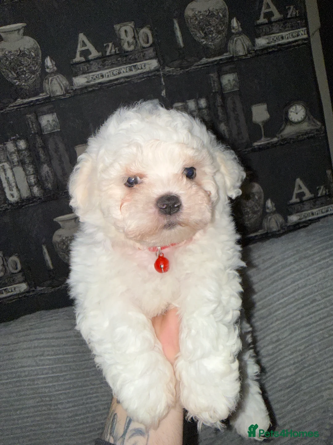 Bichon Frise dogs for sale: 2little bichon frise looking for a new home❤️🩷💚 - Advert 15