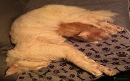 Maine Coon cats for sale: Maine Coon Cross Kittens  - Image 38