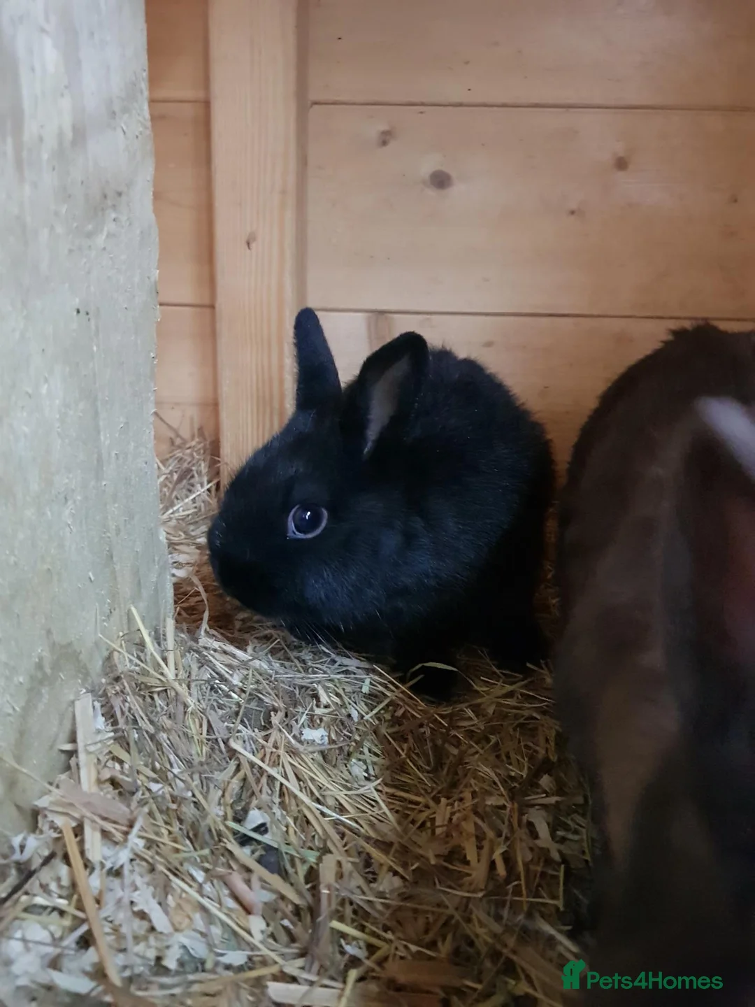 Netherland Dwarf rabbits for sale: Netherland Dwarfs - Advert 2