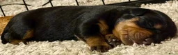 Rottweiler dogs for sale: Gorgeous Rottweiler puppies available  - Advert 13