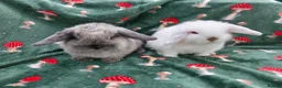 Mini Lop rabbits for sale: **wait list open** Beautiful mini lops - Advert 5