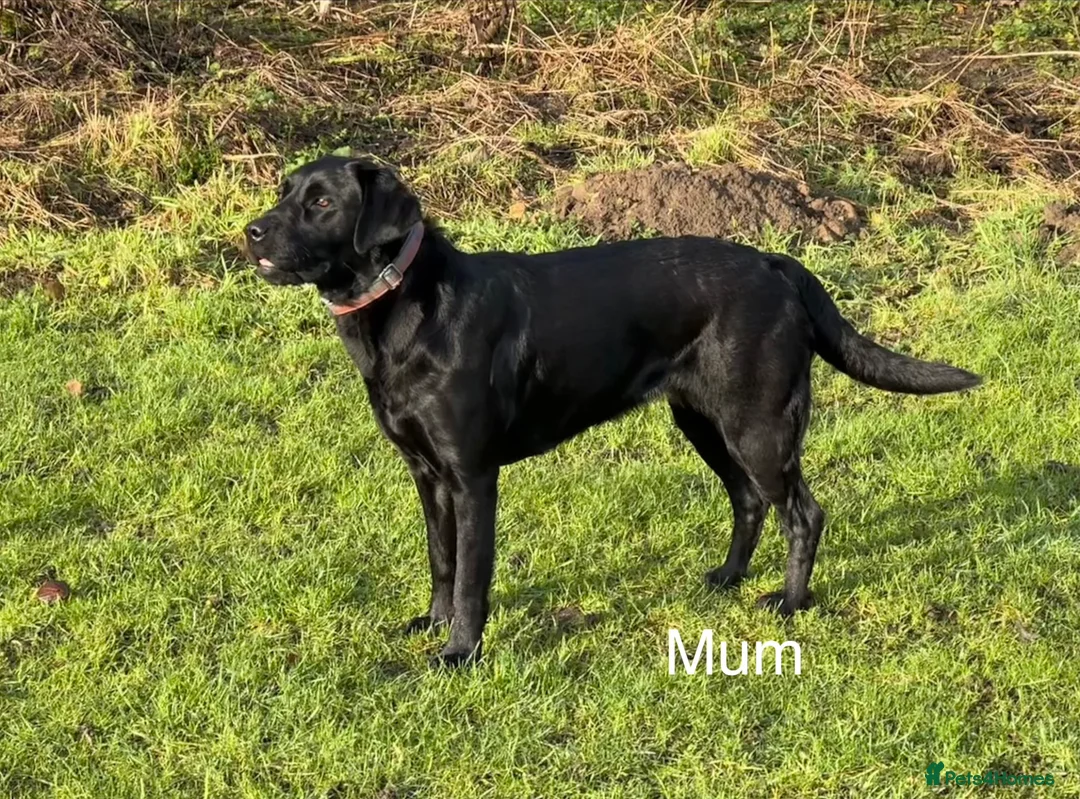 Labrador Retriever dogs for sale: Beautiful litter of 7th Gen. KC Labrador Puppies - Advert 2