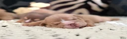 English Bulldog dogs for sale: English Bulldog Puppies  - Advert 2