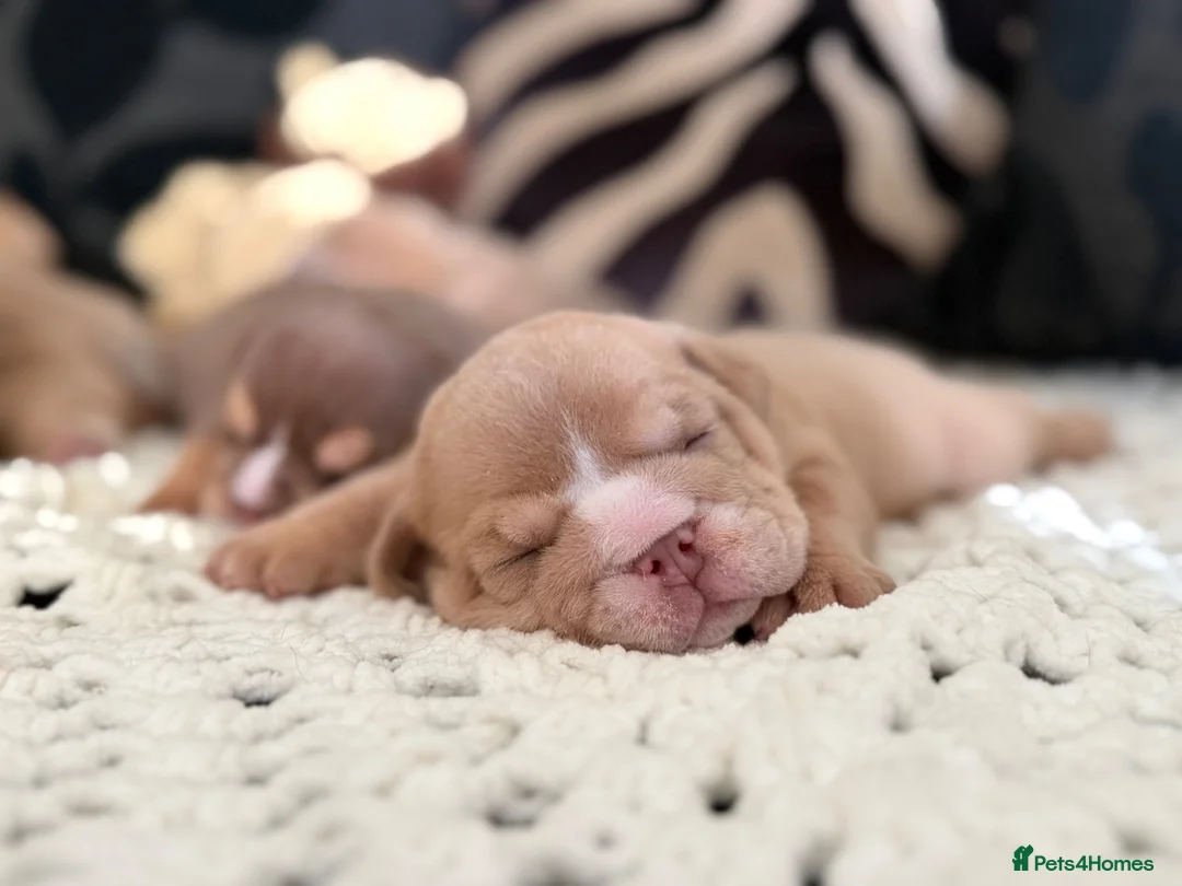 English Bulldog dogs for sale: English Bulldog Puppies  - Advert 2