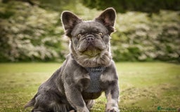 French Bulldog dogs for sale: *FLUFFY FRENCHIE’S* - Image 1