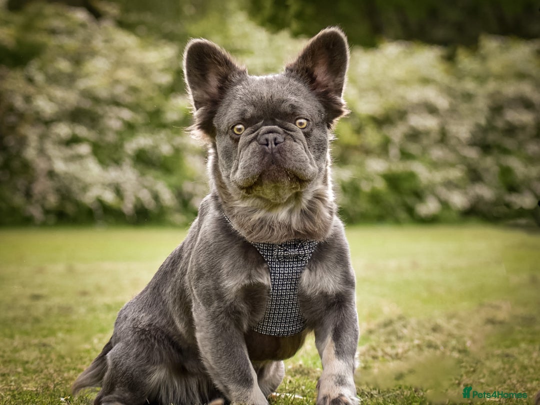 French Bulldog dogs for sale: *FLUFFY FRENCHIE’S* - Image 1