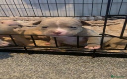 American Bully dogs for sale: Micro Exotic / pocket bully’s  - Image 3