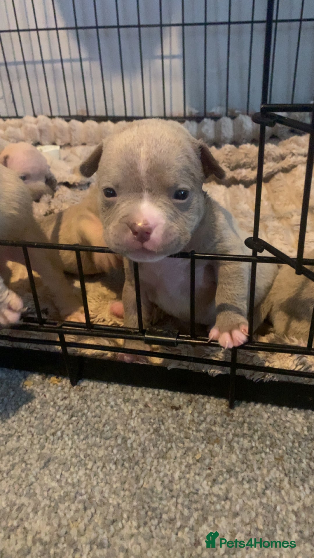 American Bully dogs for sale: Micro Exotic / pocket bully’s  - Image 3
