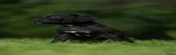 Cane Corso dogs for sale: 5 Towns Italian cane corso spring litter  - Advert 9