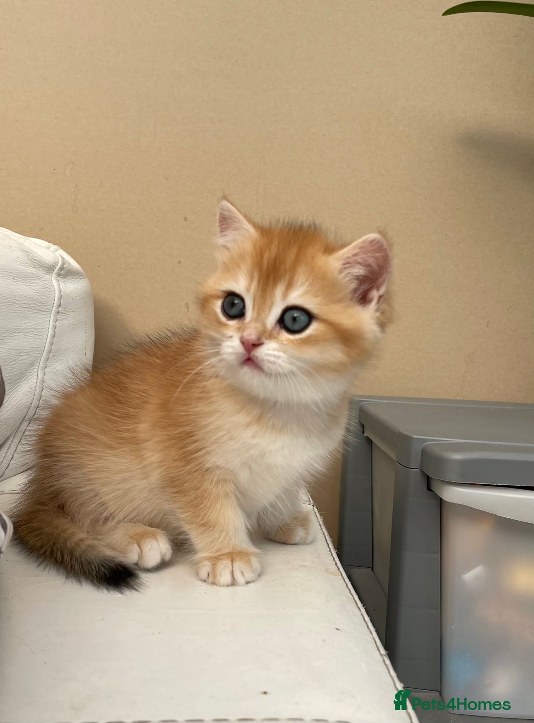 British Shorthair cats for sale: 🌟 Last two beautiful  Golden BSH girls 🌟 - Advert 30