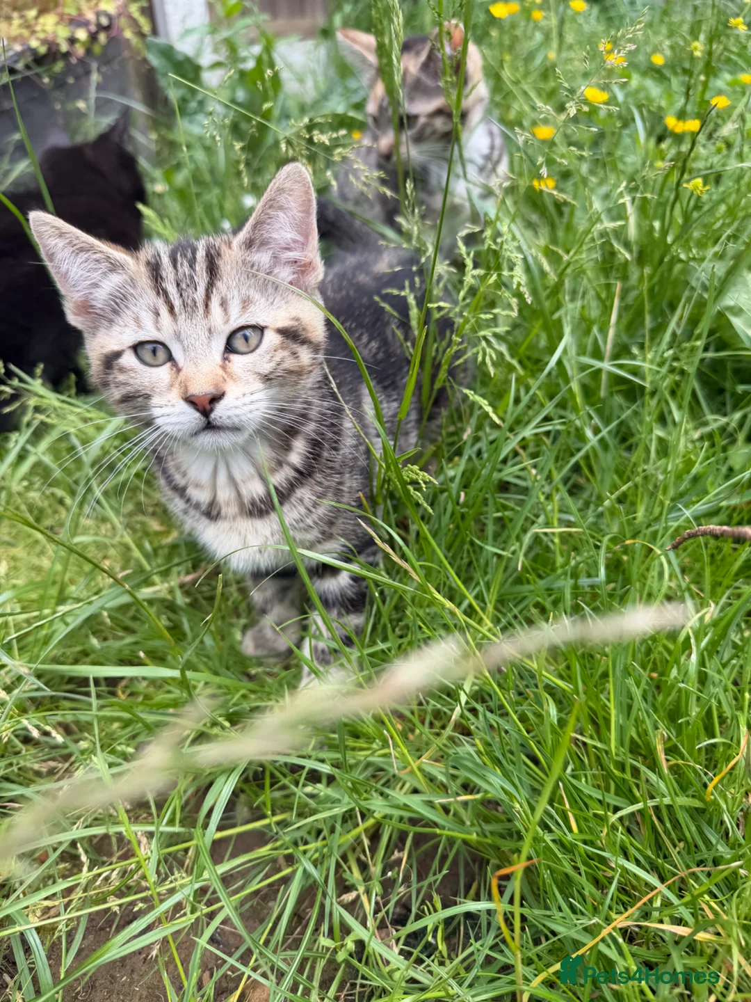 Bengal cats for sale: Bengal Mix Ready! - Advert 1