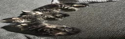 British Longhair cats for sale: Luna’s beautiful longhair tabby kittens 🐾🥰 - Advert 9