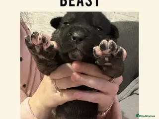 Mixed Breed dogs Cane corso x Akita - Advert 3