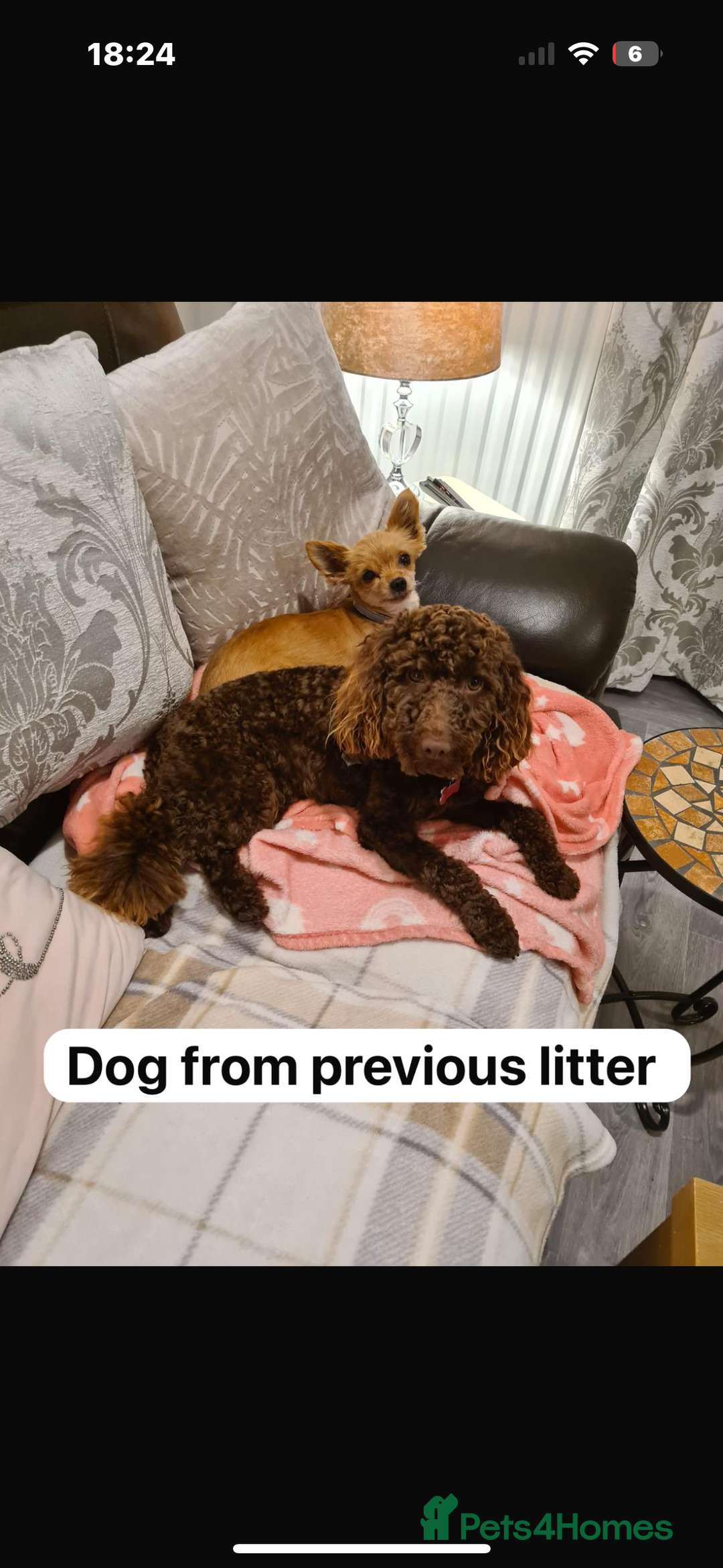 Cockapoo dogs for sale: Very special PRA clear chocolate litter cockapoos  - Advert 11