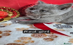 British Shorthair cats for sale: British short hair kittens - Advert 25