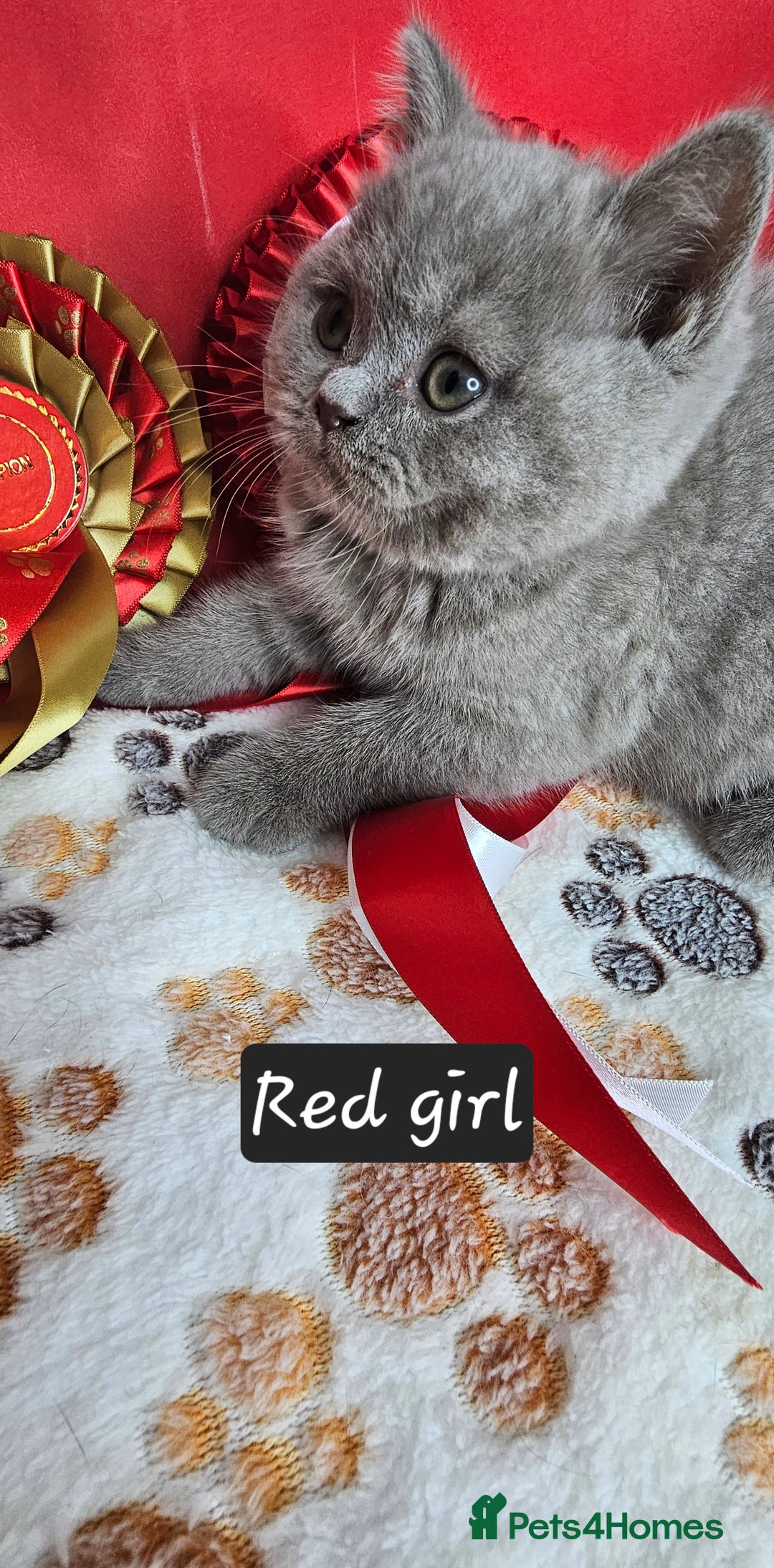 British Shorthair cats for sale: British short hair kittens - Advert 25