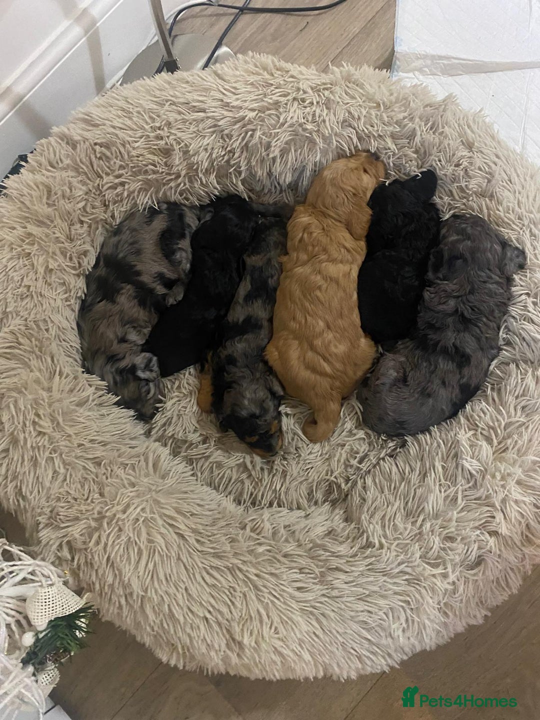 Cavapoochon dogs for sale: 6 cavapooschon puppies ready to go 18th January  - Advert 12