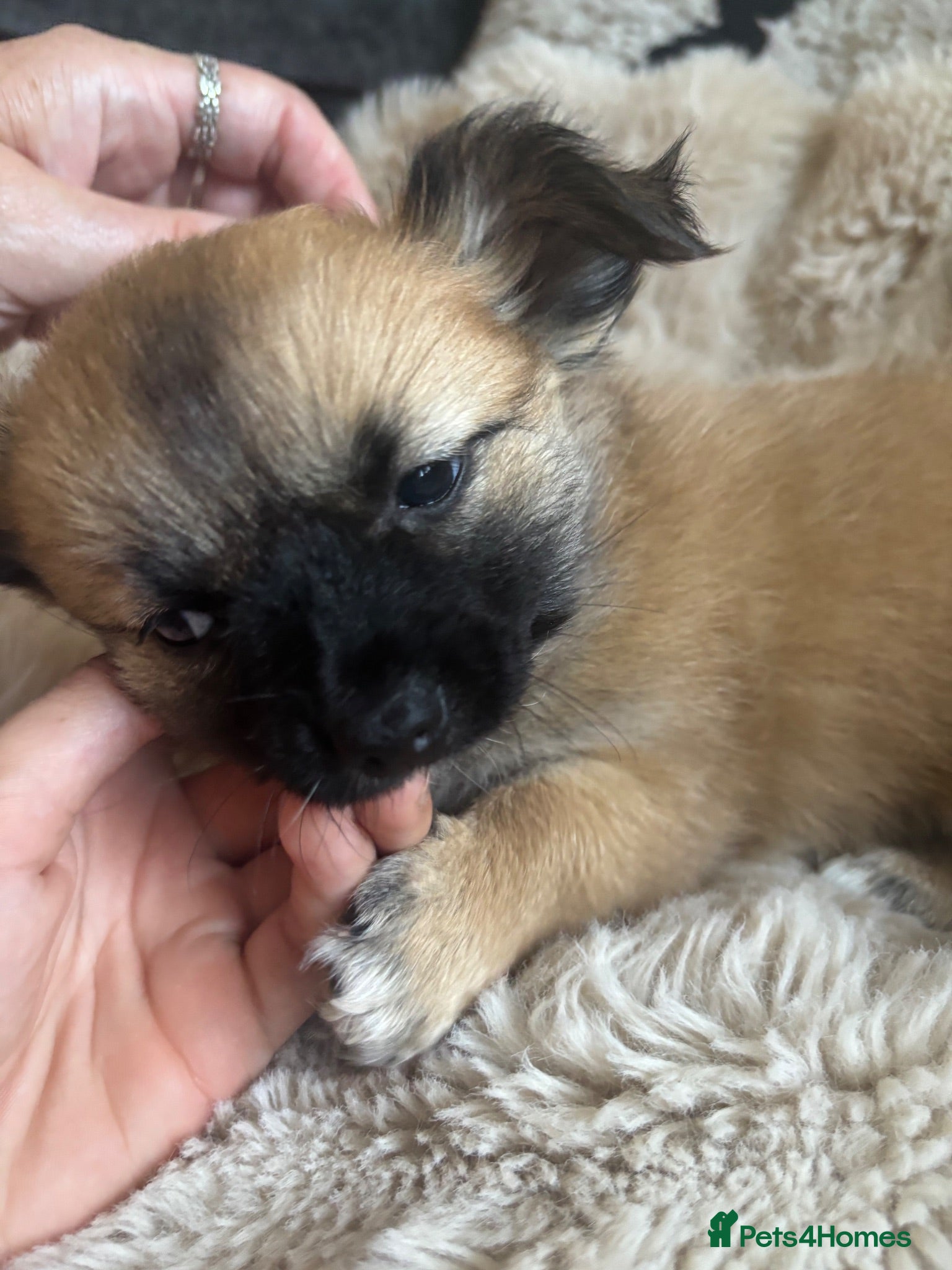 Chihuahua dogs Absolutely gorgeous chihuahua pups - Advert 2