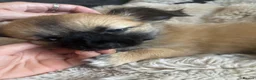 Chihuahua dogs for sale: Absolutely gorgeous chihuahua pups - Advert 2