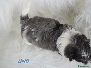 Biewer Terrier dogs ✨ Stunning Biewer & Merle Yorkies – Ready Apr 25 ✨ - Advert 1