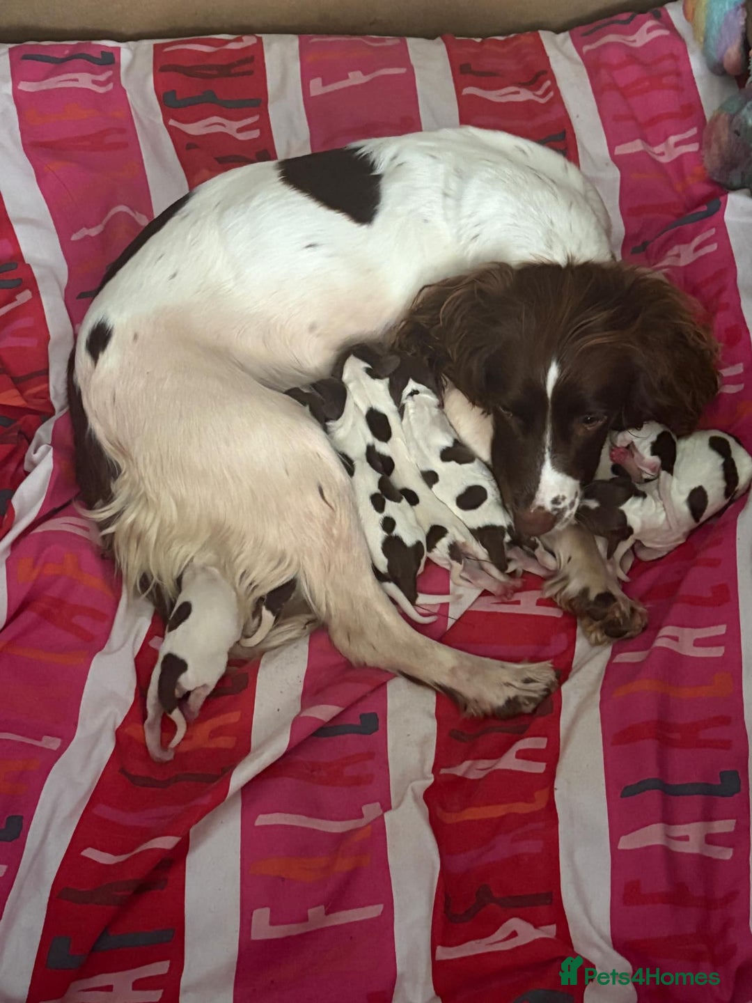 English Springer Spaniel dogs for sale: KC Registered English Springer Spaniel Puppies - Image 1