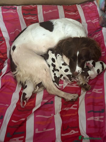 English Springer Spaniel dogs - Advert 8