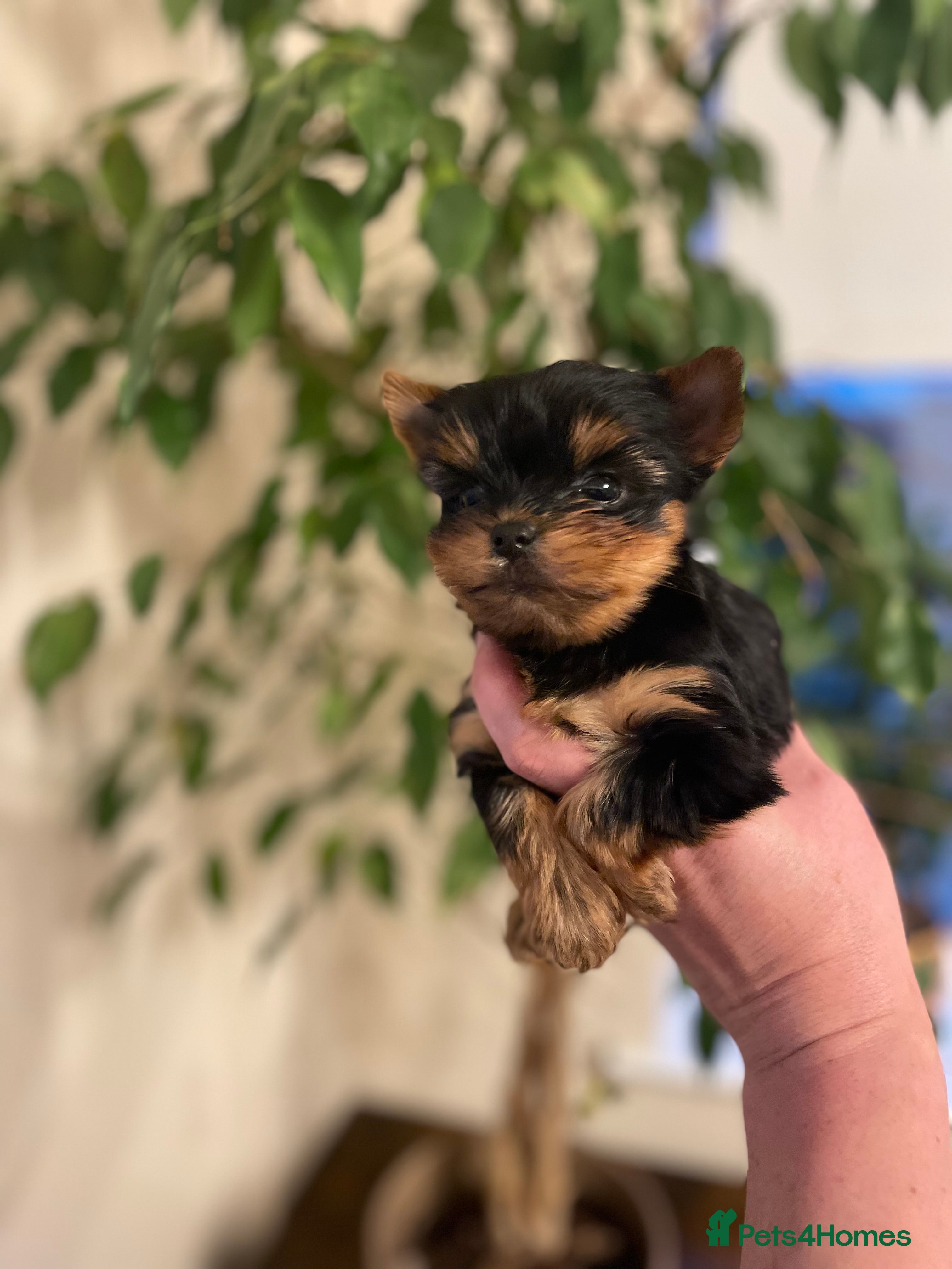 Yorkshire Terrier dogs Beautiful Small Breed Puppies Available - Advert 2