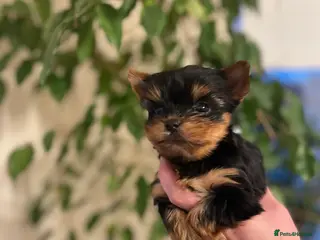 Yorkshire Terrier dogs Beautiful Small Breed Puppies Available - Advert 2