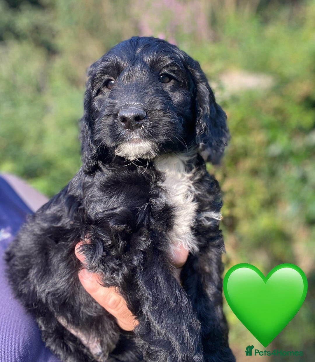 Sproodle dogs for sale: Stunning F1 Sproodle puppies  - Image 15