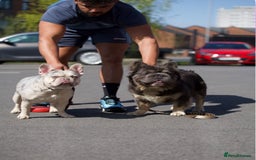 French Bulldog dogs for sale: High Quality French Bulldog Puppies  - Image 1