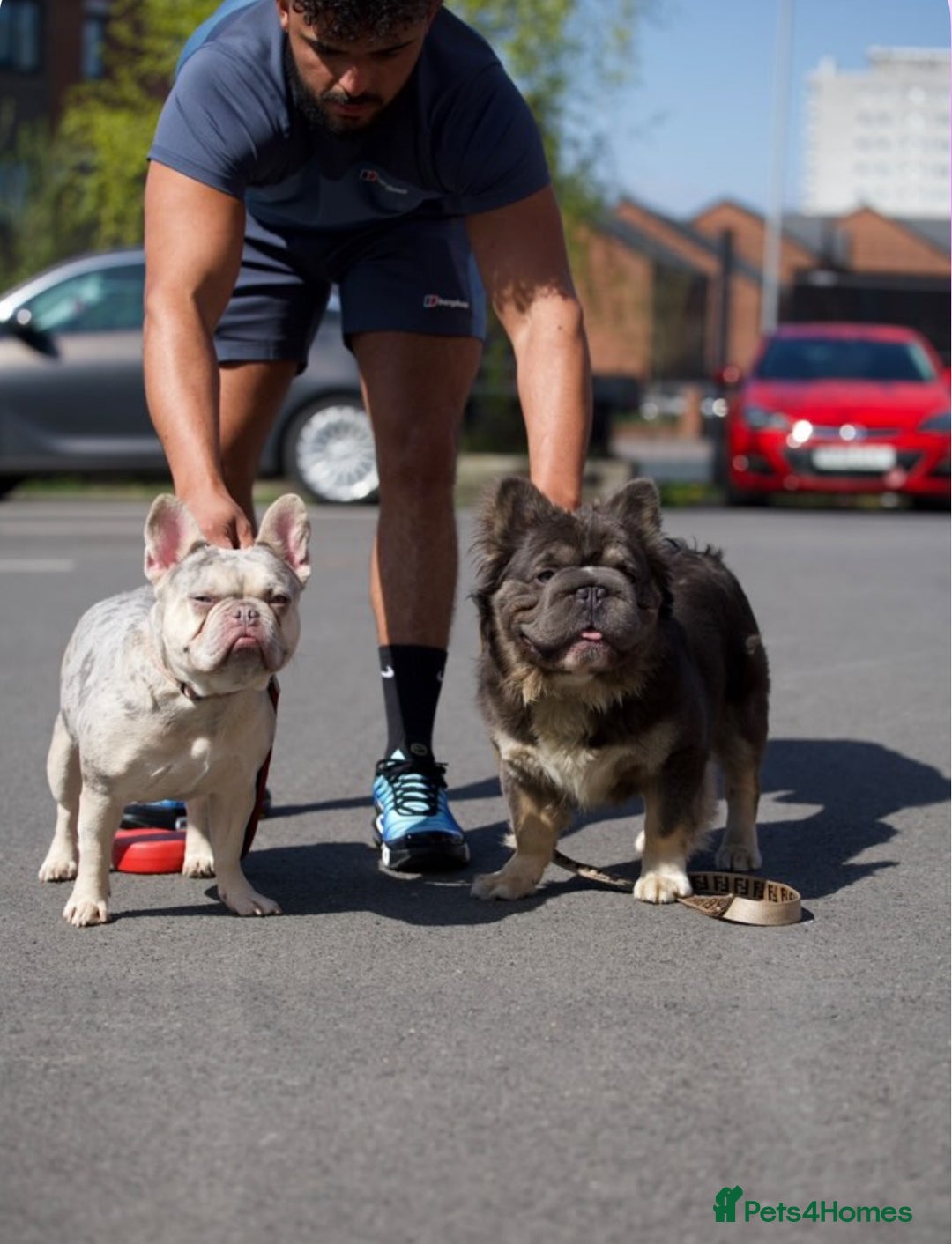 French Bulldog dogs for sale: High Quality French Bulldog Puppies  - Image 1