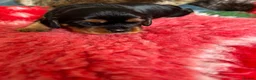 Cavalier King Charles Spaniel dogs for sale: Beautiful Ruby boy puppy available  - Advert 3
