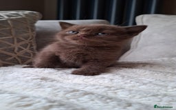 British Shorthair cats for sale: TOP QUALITY CHAMPION🏆 BRITISH SHORTHAIR KITTENS in Swadlincote - Image 1