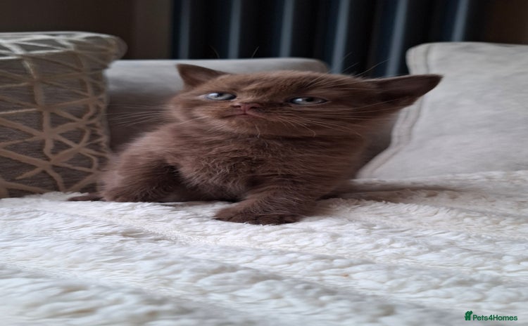 British Shorthair cats in Swadlincote - Advert 6