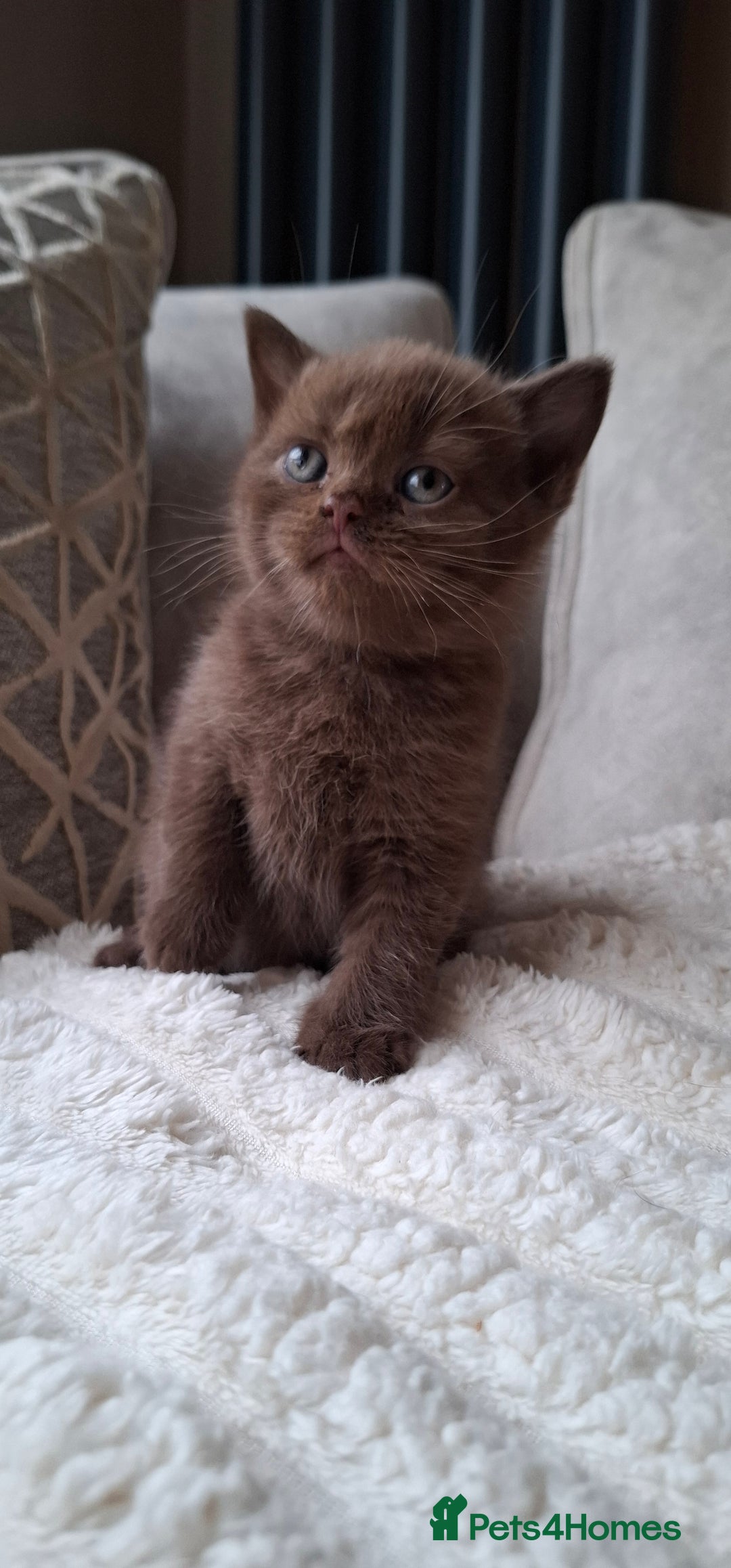 British Shorthair cats for sale: TOP QUALITY CHAMPION🏆 BRITISH SHORTHAIR KITTENS in Swadlincote - Image 1