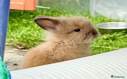 Lionhead rabbits for sale: Teddy Double & Single Lionhead Price starts at £35 - Image 35