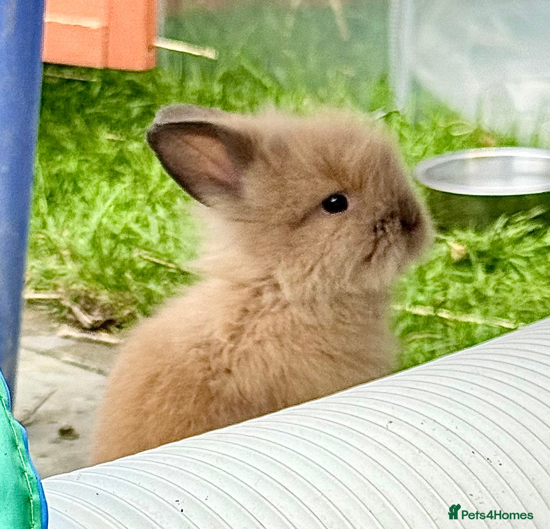 Lionhead rabbits for sale: Teddy Double & Single Lionhead Price starts at £35 - Image 35