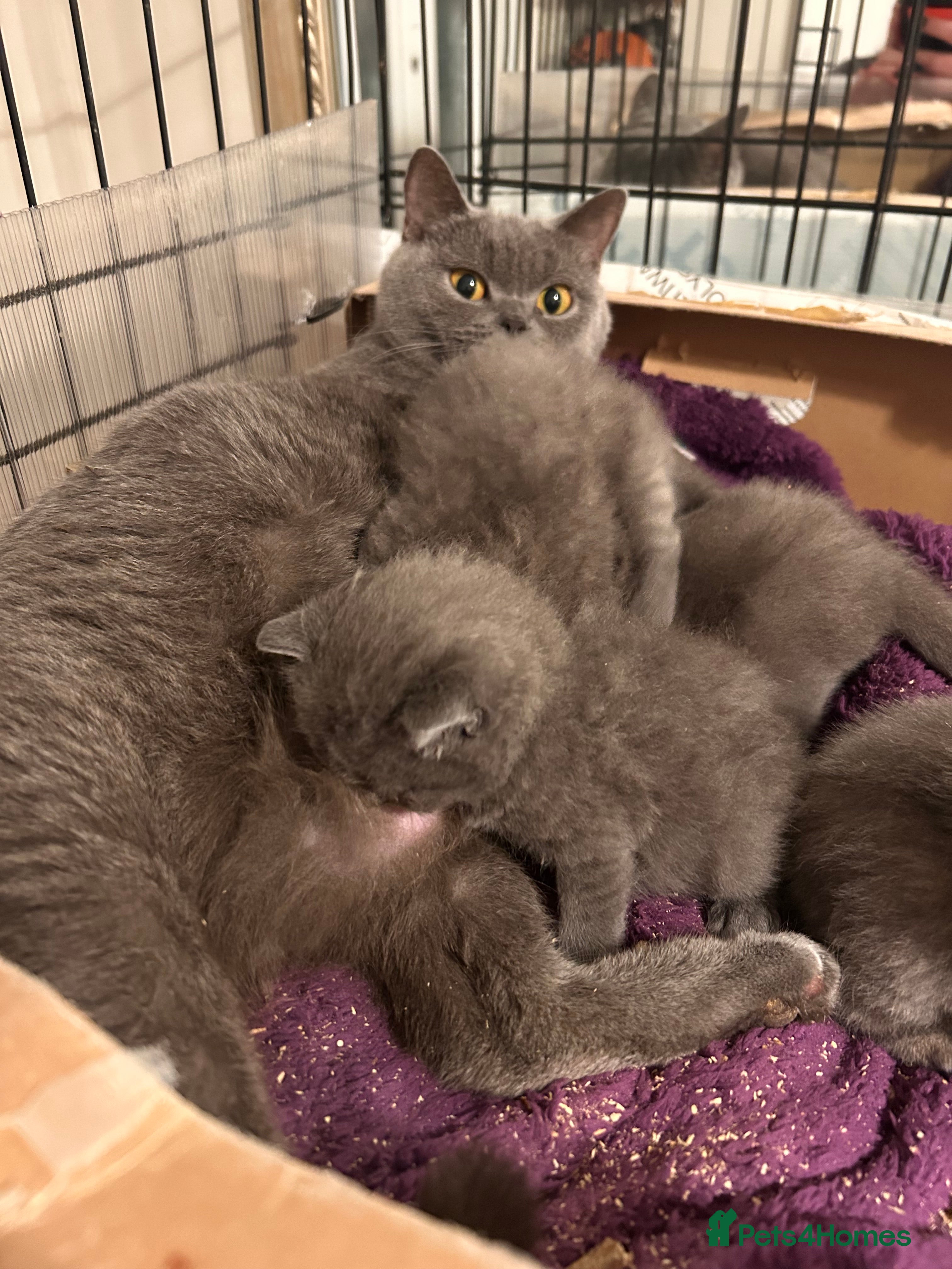 British Shorthair cats Pedigree British shorthair kittens - Advert 17