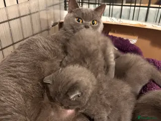 British Shorthair cats Pedigree British shorthair kittens - Advert 2