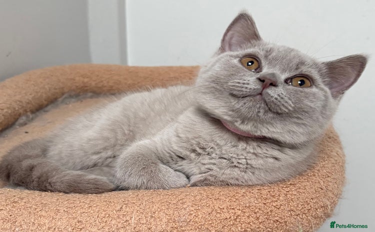 British Shorthair cats - Advert 4