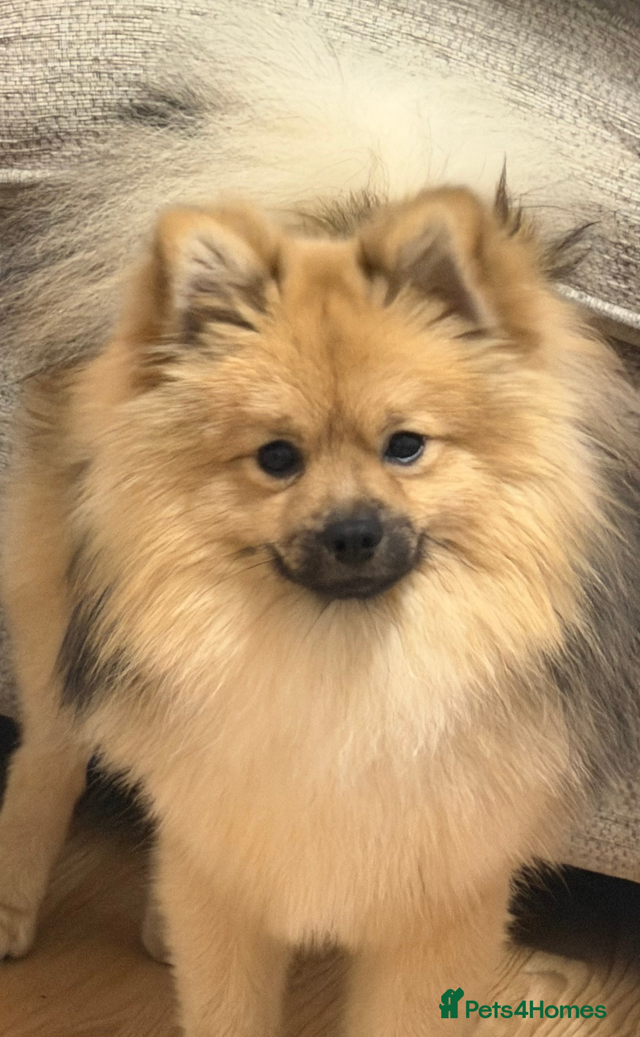 Pomeranian dogs 1 year and 3 months Pomeranian male  - Advert 1