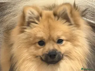 Pomeranian dogs 1 year and 3 months Pomeranian male - Advert 1