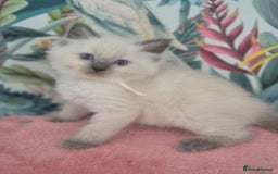 Ragdoll cats for sale: GCCF REGISTERED RAGDOLL KITTENS available septembe - Image 6